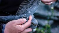 Public invited to track three Irish cuckoos on migration to Africa