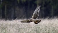 Hen harrier (Circus cyaneus)