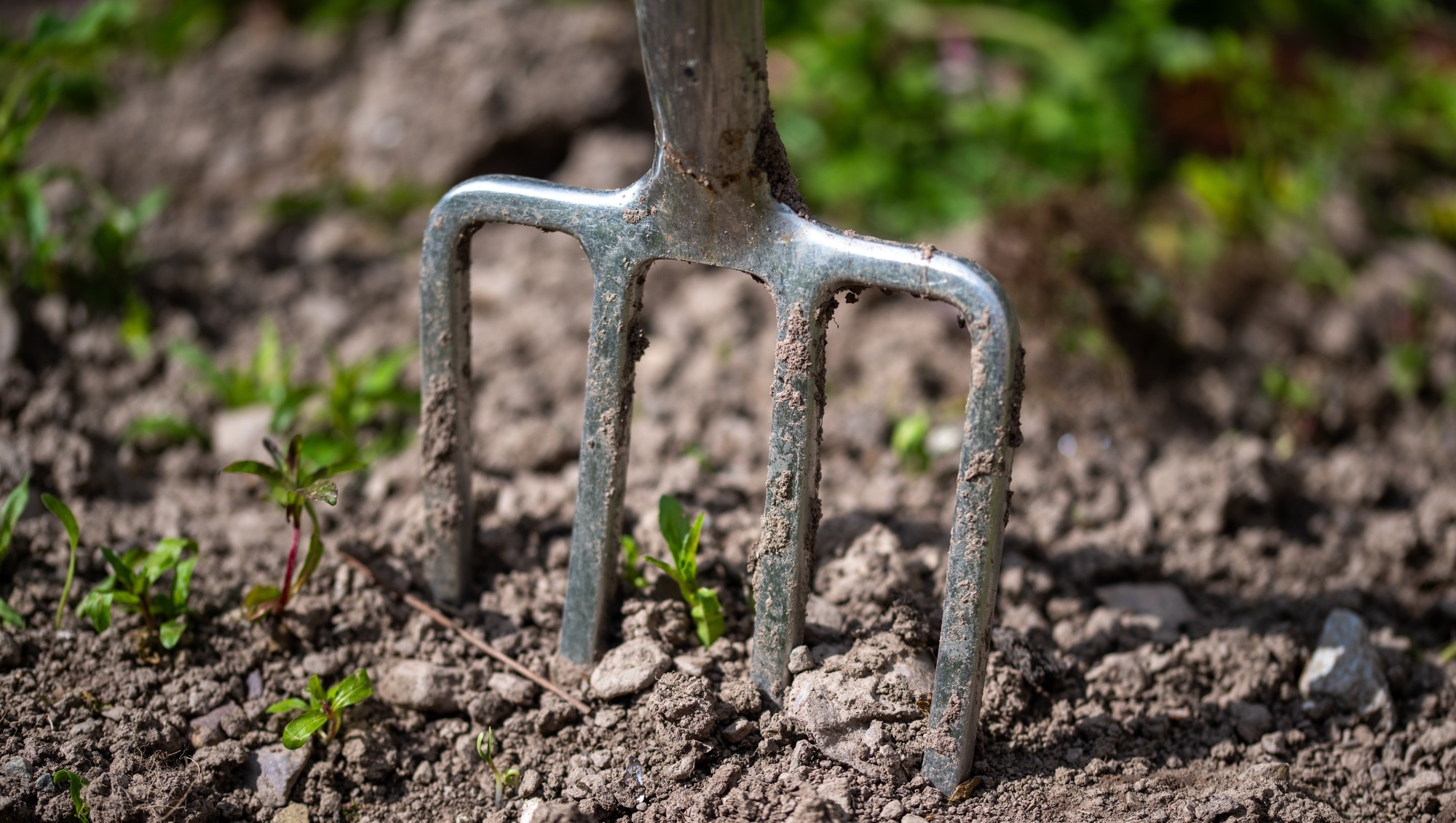 Council-run allotments could be introduced across Cork towns and villages. File picture: Chani Anderson