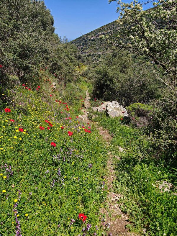 Wildflowers at Agios Dimitrios Gorge Wildflowers at Agios Dimitrios Gorge