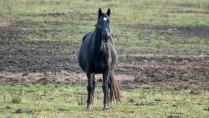 <p>Horses are an important part of Traveller culture, says Ms Connors Alderidge. Picture: iStock</p> <p>Horses are an important part of Traveller culture, says Ms Connors Alderidge. Picture: iStock</p>