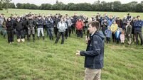 Progress being made to reverse hen harrier decline
