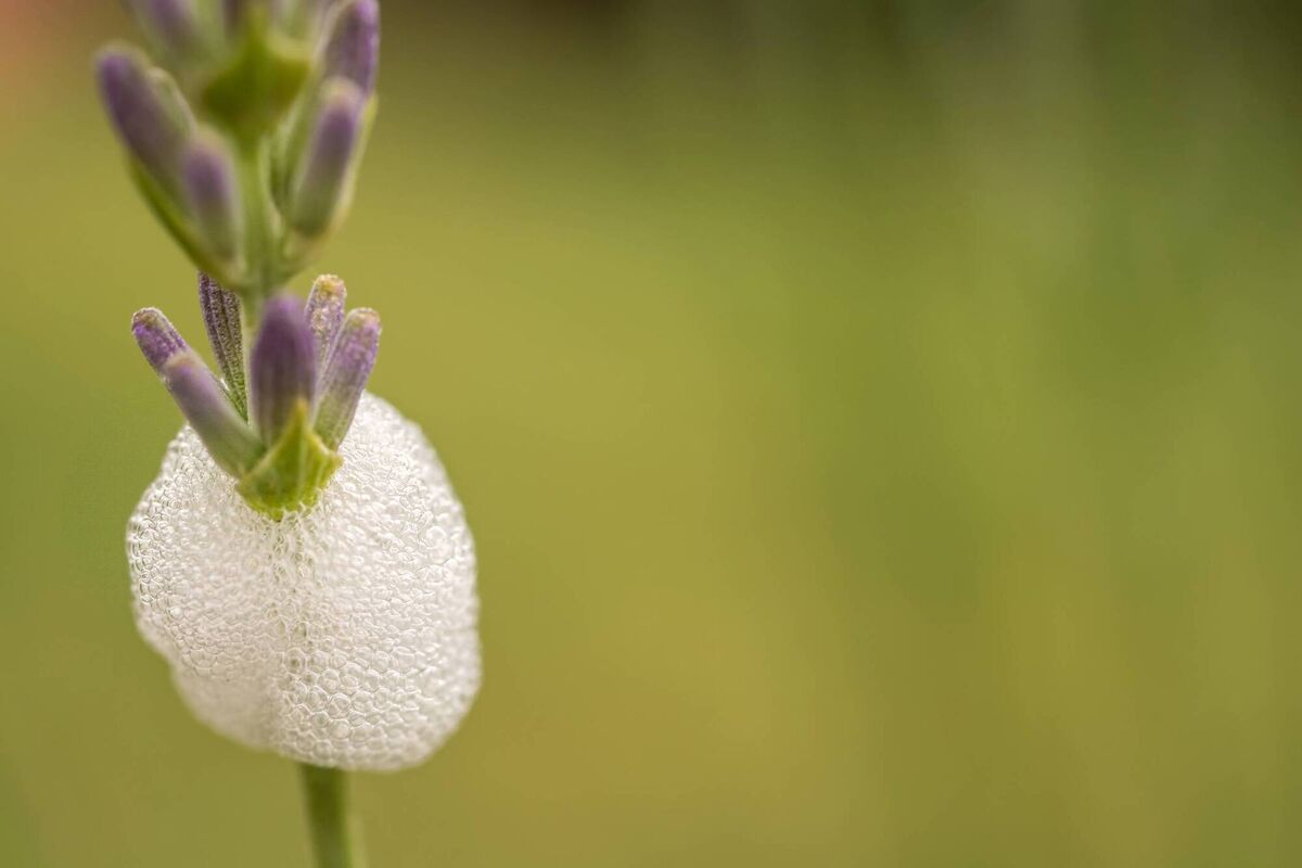 Foam cover of a foam cicada an lavender. File picture Foam cover of a foam cicada an lavender. File picture