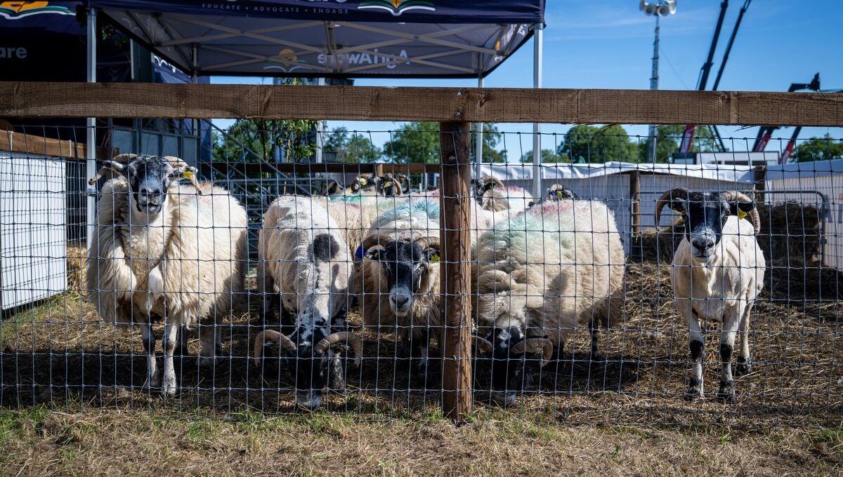 Sheep on display at the Cork Summer Show. Picture: Chani Anderson