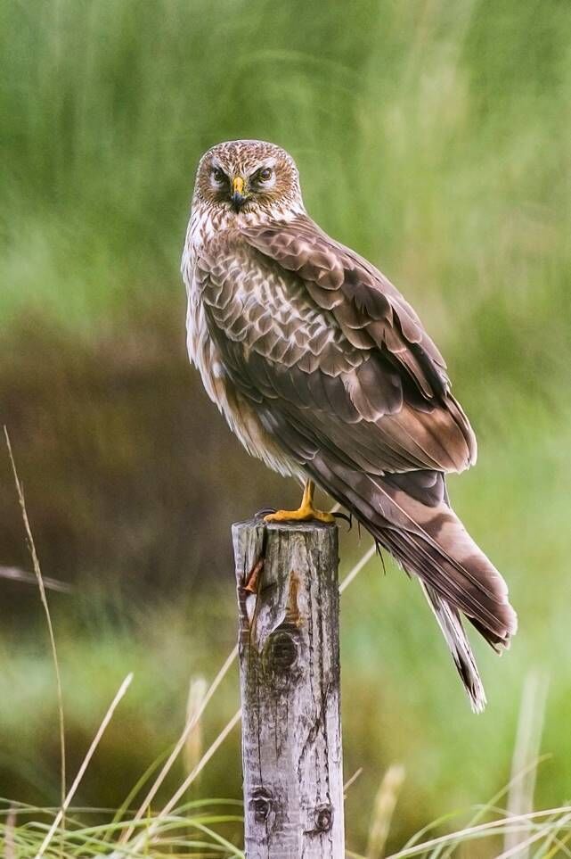 A female hen harrier perches on a fencepost. Picture: Mike Brown.