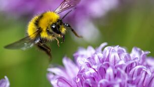 <p>Met Éireann said heat stress, uncomfortable sleeping conditions, and water safety issues are possible this week. Picture: Chani Anderson</p> <p>Met Éireann said heat stress, uncomfortable sleeping conditions, and water safety issues are possible this week. Picture: Chani Anderson</p>