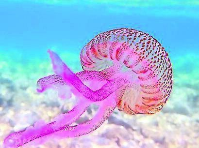 With basic treatment, jellyfish stings have no lasting effects. With basic treatment, jellyfish stings have no lasting effects.