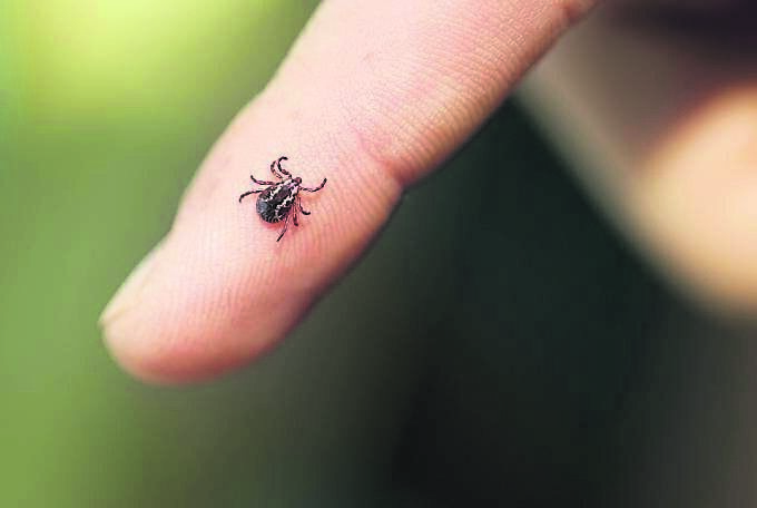 Dr Suzanne Kelly: Ticks are particularly active in late spring and early summer Dr Suzanne Kelly: Ticks are particularly active in late spring and early summer
