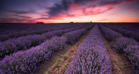 Lavender dream