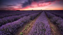 Lavender dream