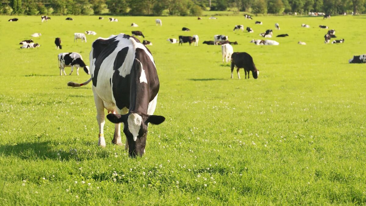 Grass composition can vary wildly, but there are important trends relating to grass maturity. File image Grass composition can vary wildly, but there are important trends relating to grass maturity. File image