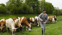 a farmer installs a fence for his cows