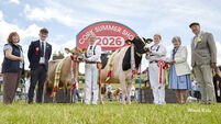 Paula Hynes: From paddock to showring - the Cork Summer Show was a week to remember
