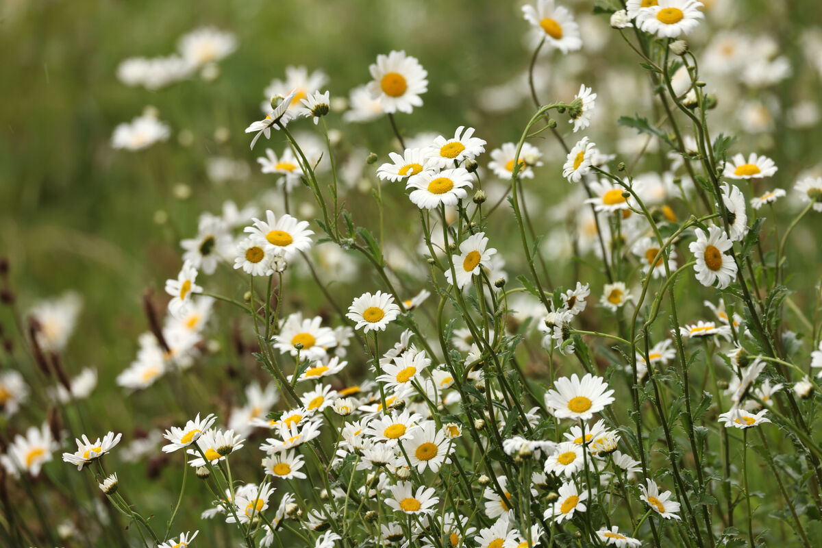 Recent studies found that rising CO2 levels cause hay-fever-inducing plants to not only produce more pollen but more potent pollen. Picture: Eamonn Farrell/© RollingNews.ie Recent studies found that rising CO2 levels cause hay-fever-inducing plants to not only produce more pollen but more potent pollen. Picture: Eamonn Farrell/© RollingNews.ie