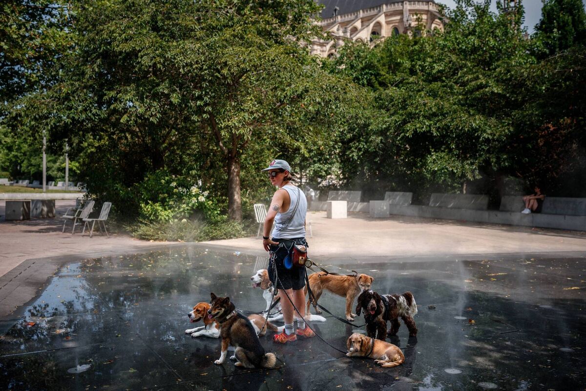 A caring dog sitter cools off dogs in a mist fountain as France experiences a heatwave, in central Paris on Tuesday. Picture: Dimitar Dilkoff/Getty Images