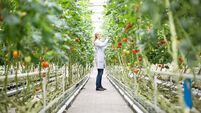 Scientist inspecting tomatoes in greenhouse