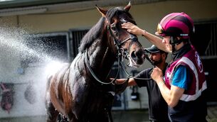 <p>Irish Derby contender James J Braddock cools down after his morning exercise at Joseph O’Brien’s Carriganóg Racing in advance of the Dubai Duty Free Irish Derby at the Curragh on Sunday June 28. Picture: Ryan Byrne/Inpho</p> <p>Irish Derby contender James J Braddock cools down after his morning exercise at Joseph O’Brien’s Carriganóg Racing in advance of the Dubai Duty Free Irish Derby at the Curragh on Sunday June 28. Picture: Ryan Byrne/Inpho</p>