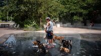 GettyImages-2282384736.jpg TOPSHOT-FRANCE-WEATHER-CLIMATE-HEAT-ANIMAL