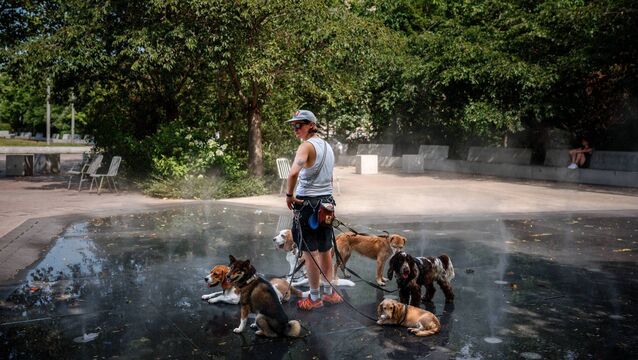<p>A caring dog sitter cools off dogs in a mist fountain as France experiences extreme heat. Picture: Dimitar DILKOFF / AFP via Getty Images</p>