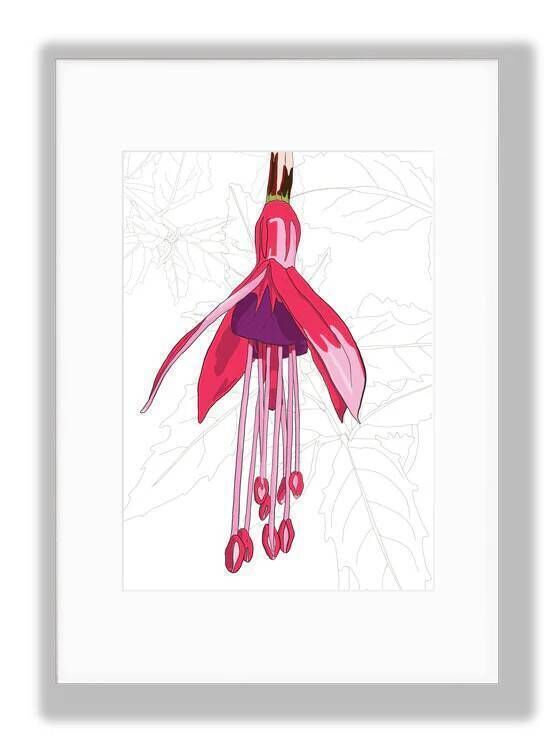 Fuchsia, Floral Art Print, by Anne Harrington Rees. Fuchsia, Floral Art Print, by Anne Harrington Rees.