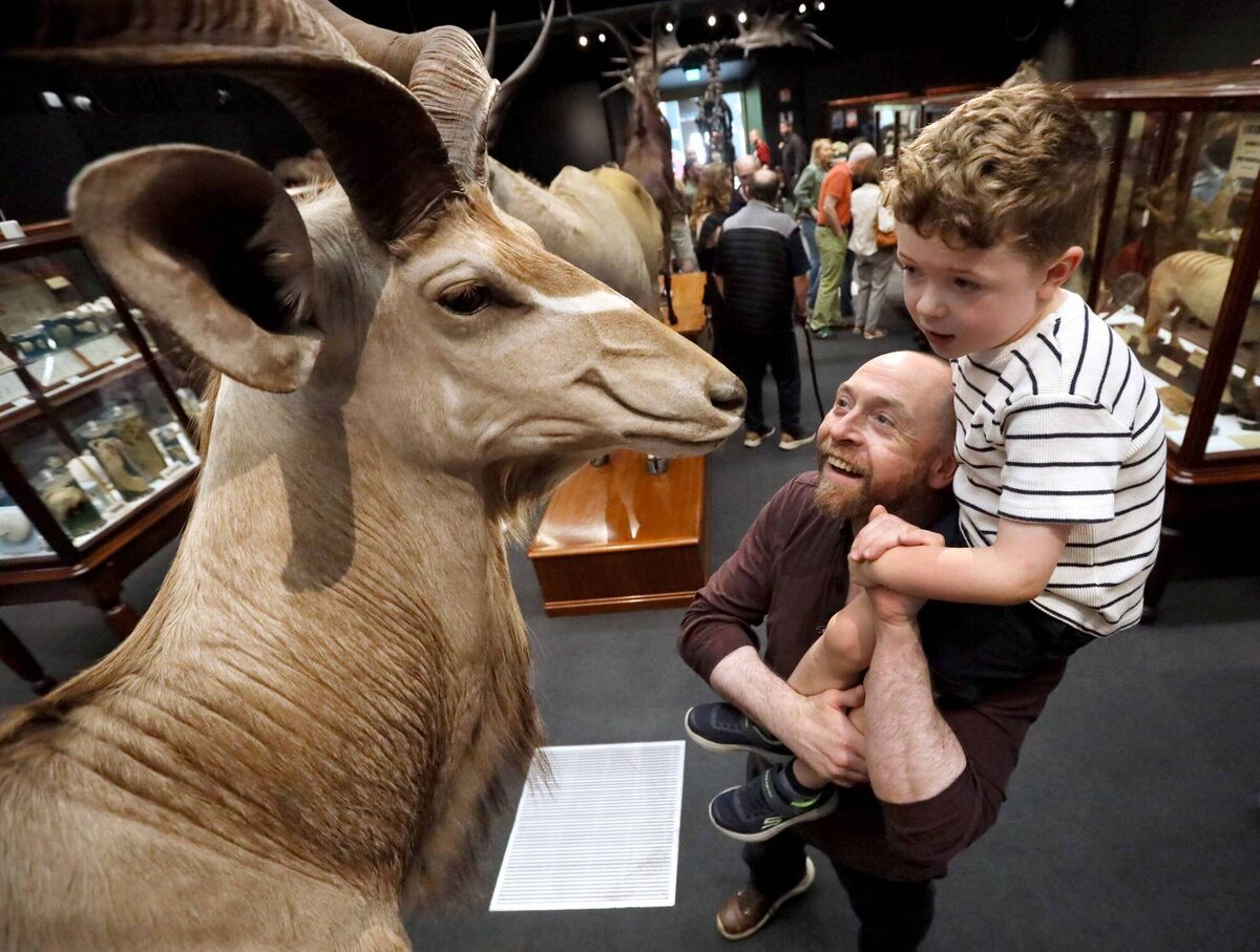 The Dead Zoo Lab at Collins Barracks is open to the public and showcases some of the most popular and iconic specimens from the Natural History Museum's collection. Picture: Mark Stedman 