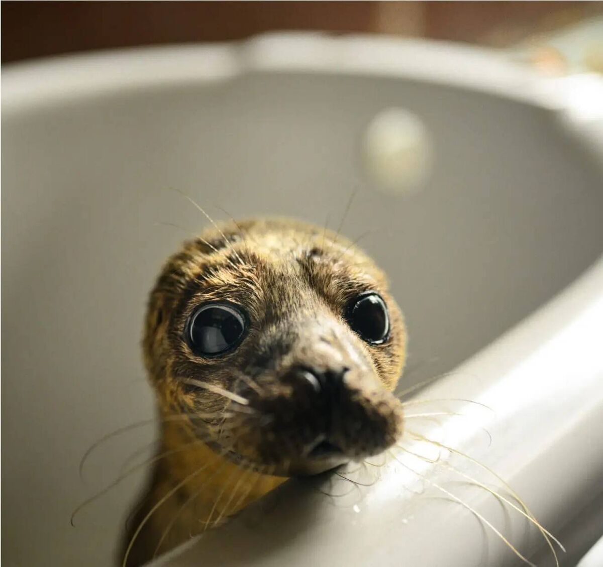 Seal Rescue Ireland is a charity dedicated to the rescue, rehabilitation and release of sick, injured, or orphaned seals.