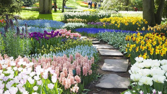 <p>Summer perennials make their presence felt. File picture </p>