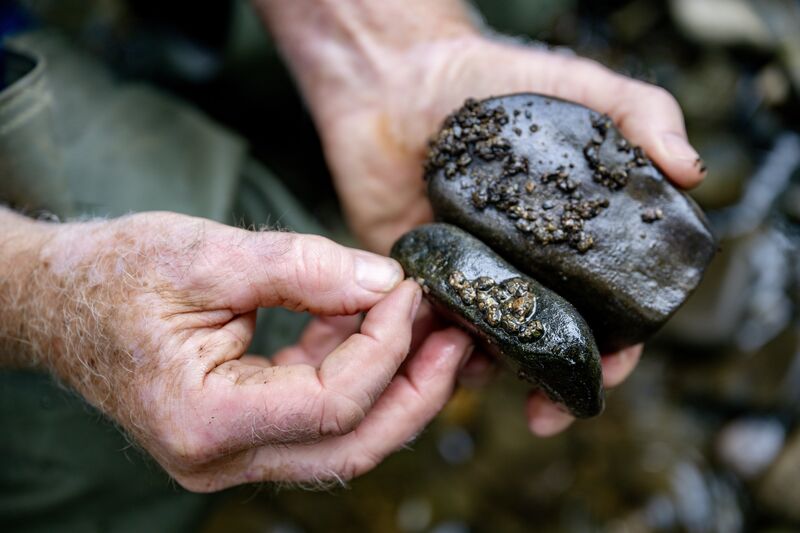 Jim Harding examines river stones for signs of aquatic life on a tributary of the River Barrow near Gowran, Co Kilkenny. Harding says species that once thrived on the riverbed have become increasingly scarce as sediment, which he attributes to runoff from roadworks and construction activity, accumulates in spawning grounds and habitats. Picture: Chani Anderson