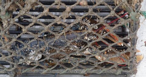 Kinsale skipper convicted for allowing tourists to sort lobsters on his boat