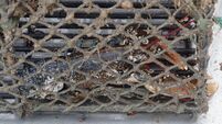 Kinsale skipper convicted for allowing tourists to sort lobsters on his boat