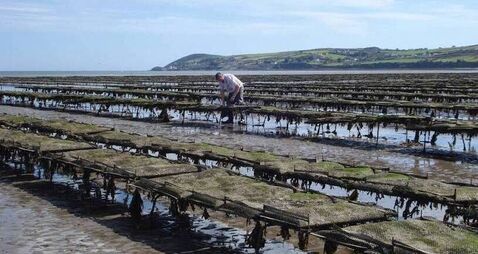 €9m worth of oysters found dead in Waterford – it's a mystery as to why