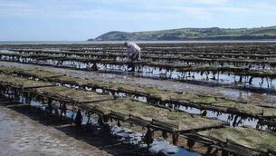 <p>The oyster farm in An Rinn. Photo: Google Maps</p>