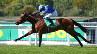 Raaheeb camp focused solely on the task in hand in Irish Derby