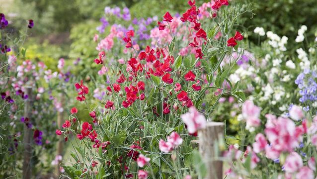 <p>Summer-flowering sweet peas. File picture</p>