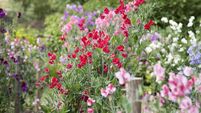 Sweet peas