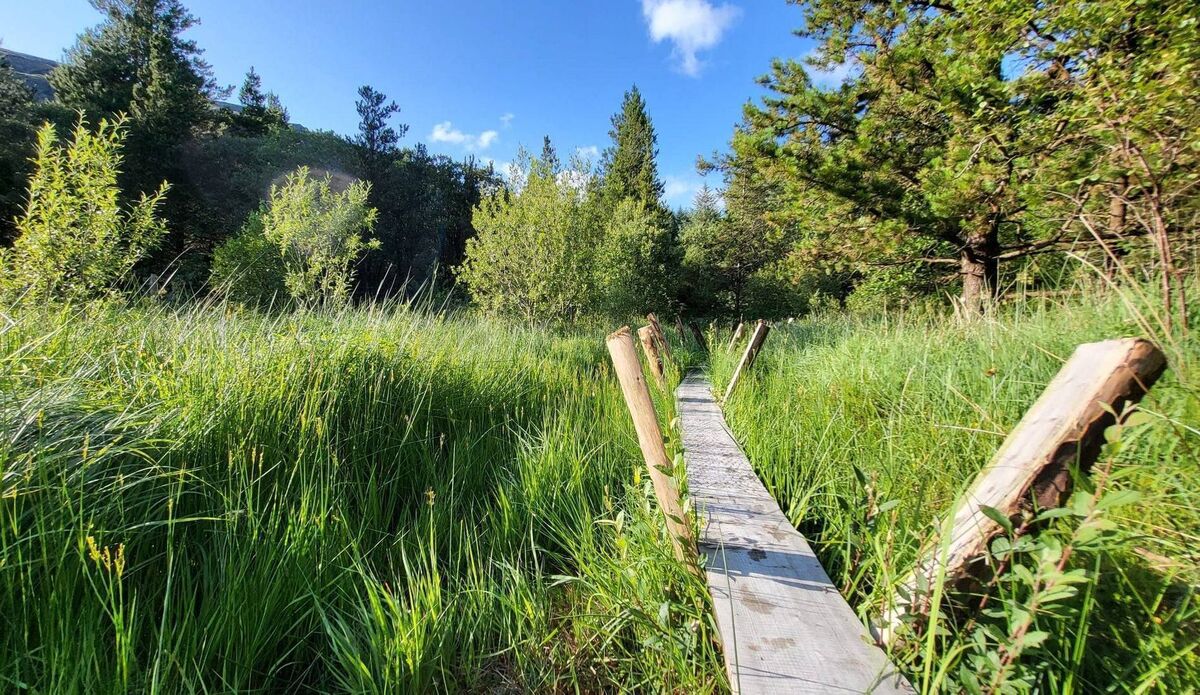 Esk Mountain, a 270-acre nature restoration project in Glengarriff. Esk Mountain, a 270-acre nature restoration project in Glengarriff.