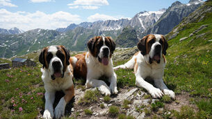 St Bernard dogs in the hills at the Great St Bernard Pass, Switzerland (AP Photo/Jez Fielder)