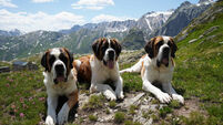 Switzerland Saint Bernard Dogs