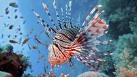 'Chock full of incredible animals': Marine expedition discovers 31 new species in two weeks
