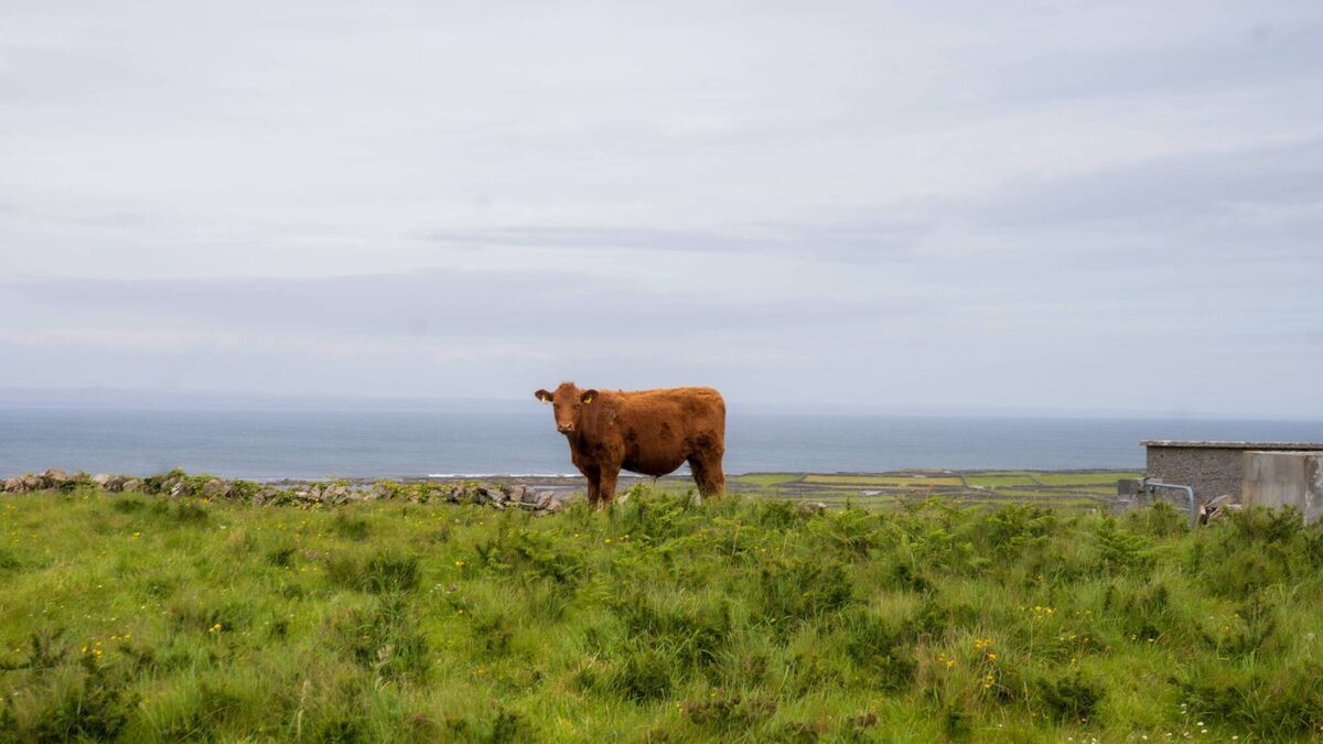 Cattle grazing on Inishmore 