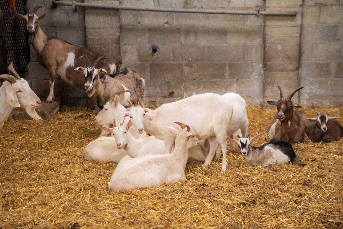 Goats being kept on Inis Mór