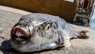 A silver-cheeked toadfish placed on the ground after being caught by fishermen on the southern island of Crete (InTime News via AP)