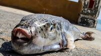 Greece Toxic Fish