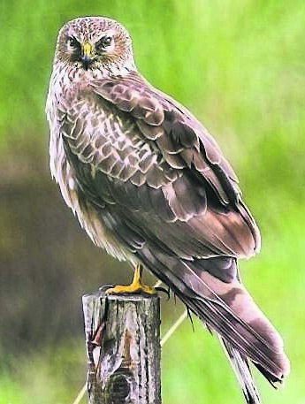 A female hen harrier, an ambush predator that targets mice, frogs, and ground-nesting birds. Picture: Mike Brown
A female hen harrier, an ambush predator that targets mice, frogs, and ground-nesting birds. Picture: Mike Brown
