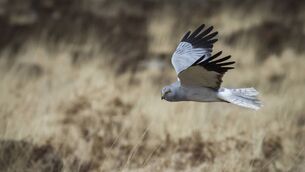 <p>A male hen harrier, with its grey-white plumage and black wingtips, it resembles a gull in flight. Picture: Mario MacRory</p>