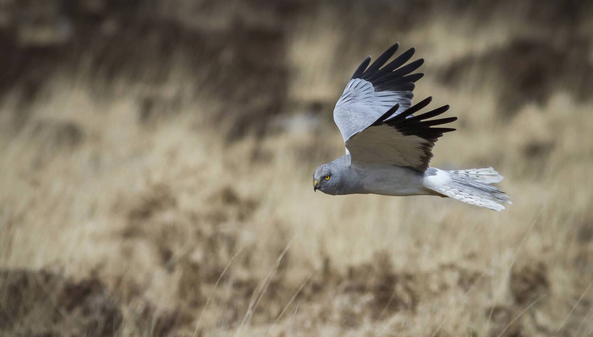 A male hen harrier, with its grey-white plumage and black wingtips, it resembles a gull in flight. Picture: Mario MacRory