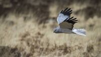 Wild Matters: The coexistence of gardens and nature