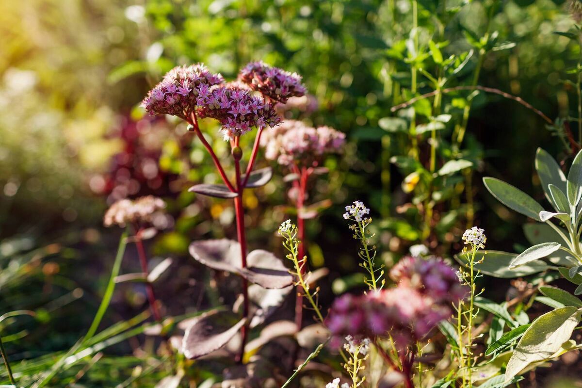 Sedum Matrona. Sedum Matrona.