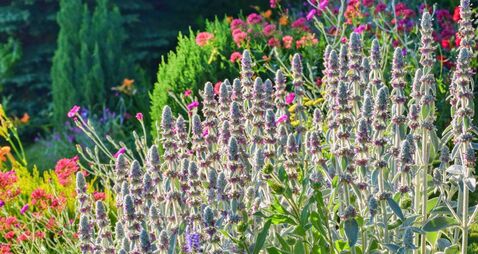 Stachys byzantina (Lamb's Ears)  flower in the summer garden