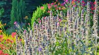 Stachys byzantina (Lamb's Ears)  flower in the summer garden